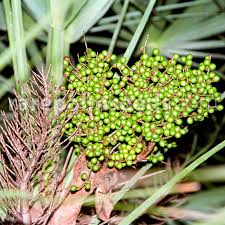 Image result for Triraphis schinzii