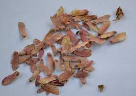How To Grow Japanese Red Maple Trees From Seed Mike S Backyard Nursery Japanese Red Maple Tree Japanese Red Maple Red Maple Tree