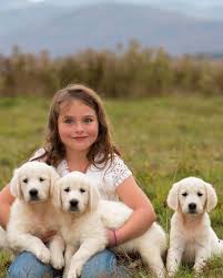 The golden retriever, some portion of the donning gathering of dogs, was initially reared as a chasing partner for recovering waterfowl, and keeps on being a standout amongst the most mainstream family puppies in the united. Sugar Spun Goldens