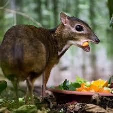 Chevrotain Or Mouse Deer Mouse Deer Animals Cute Animals