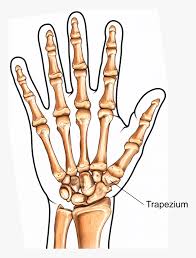 Osteoarthritis of the hand joints is a common condition that deteriorates over time, although severity of symptoms, rate of deterioration and functional effects are variable. Illustration Showing The Trapeziometacarpal Joint Trapezium Thumb Hd Png Download Kindpng