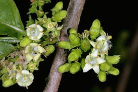 Image result for Vangueria madagascariensis
