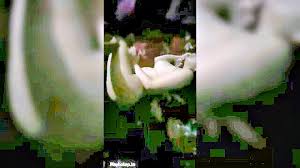 Rebecca Klopper Hotel - XXXBP