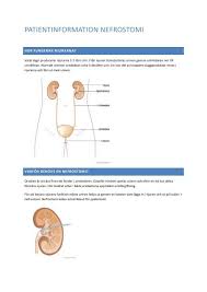 De är formade som bönor och hjälper kroppen att reglera vätskebalansen, blodtrycket samt tar bort avfall från kroppen. Patientinformation Nefrostomi Vardhandboken