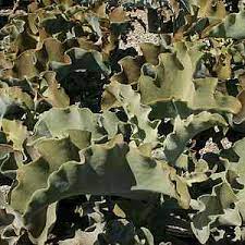 Kalanchoe beharensis is quite drought tolerant. Kalanchoe Beharensis At San Marcos Growers