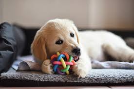 Homemade Chewing Deterrent Sprays For Your Dog Cuteness