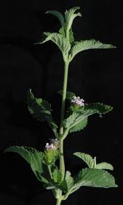 Image result for Lantana ukambensis