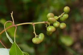 Image result for Ozoroa longipes