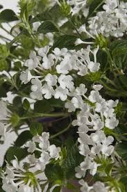 Vaso con due fiori bianchi. Lantana Camara Viridea Vasi Da Fiori Lantana Camara Fiori