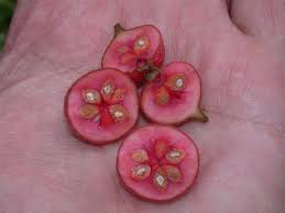 Image result for Monimiaceae