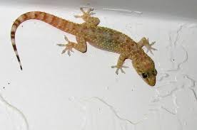 There are many benefits of coloring for children, for example : File Adult Gecko Jpg Wikimedia Commons