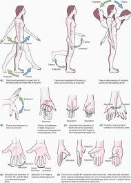 Pin By Cam On Anatomy Medical Anatomy Human Anatomy And Physiology Medical Knowledge