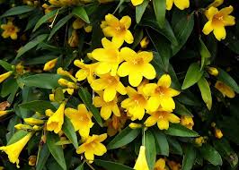 Image result for Gelsemiaceae