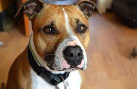 The american staffordshire terrier is a loving, loyal, playful dog that loves to spend time with human family members. American Staffordshire Terrier Description Energy Health Fun Facts