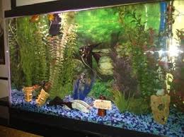 How To Fix Cloudy Tank Water Ratemyfishtank Com