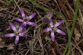 Image result for Raphionacme