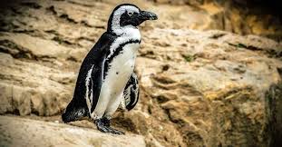 Ruyada Penguen Gormek Ne Anlama Gelir Diyadinnet