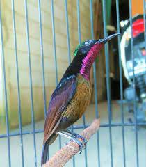 Download Suara Burung Kolibri Ninja Indah Dan Cara Perawatannya Abahtani