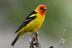 The male has a black crown, olive green upperbody and yellow below with black streaks on the wings and a long, tail, making it an easy bird to identify. Beautiful Birds Animals Beautiful Birds Bird