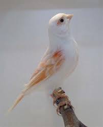 Canaries Ncr Aviaries Coloured Canaries Guzel Yaratiklar Evcil Hayvanlar Ve Kus Resimleri