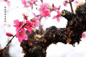 桃花依旧笑春风 生态 poco摄影 beautiful flowers flowers fruit