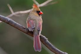 See more ideas about bird watching, bird, backyard birds watching. Backyard Birding The New York Times