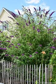 Weitere ideen zu garten, sträucher garten, garten ideen. Pin On Diy Garden