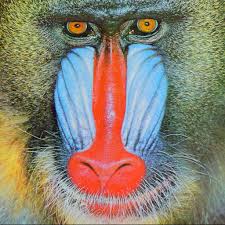 There are five species of baboons, commonly known as hamadryas baboon, guinea baboon. Github Scijs Baboon Image The Baboon Test Image