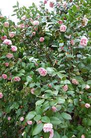 Beautiful Camellias Camellia Flowers Bloom