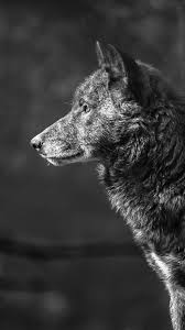 This app provides 30 wallpapers that you can use for your smartphone. Wallpaper Wolf Black 4k Animals 19544