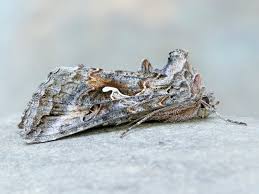 Image result for Autographa macrogamma