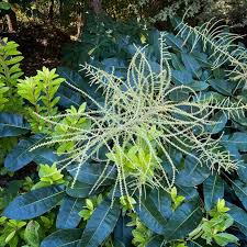 Image result for Dewevrella