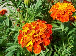 Image result for Tagetes patula