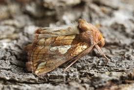 Image result for Plusia putnami