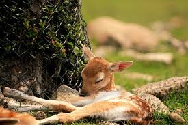 Baby Deer Cute Animals Animals Beautiful Cute Baby Animals