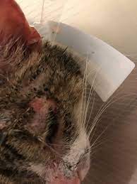 She has also lost a lot of hair, mostly from the back of her legs and some on her stomach. Face Scabs And Hair Loss Now Red Spots Thecatsite