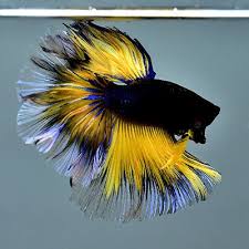 Male Betta Black Mustard Rose Tail Ohm E 941 Rare Find Collection Betta Siamese Fighting Fish Betta Fish
