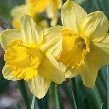 Fortune Daffodil For Southern Gardens Bulb Flowers Daffodils Daffodil Bulbs