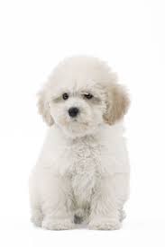 Le Chiot Caniche Chiot Caniche Chien