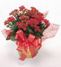 Kalanchoe Plant Blooming Plants Planting Succulents Plants