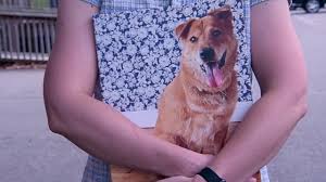 Maybe you would like to learn more about one of these? The Dog That Inspired A Pet Savior To Rescue Thousands