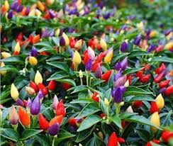 Growing ornamental peppers in containers lets you enjoy the colorful fruit up close. How To Grow Ornamental Peppers Blog Nurserylive Com Gardening In India