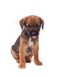 Border Terrier Puppy Http Www Localpuppybreeders Com Border Terrier Dog Breed Information Border Terrier Border Terrier Puppy Terrier