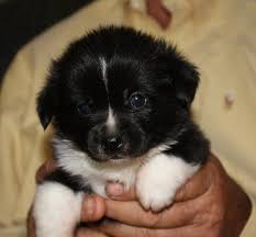 Adorable Black And White Corgi Puppy Is There Such A Thing As Black And White Pembroke Welsh Corgis Pembroke Welsh Corgi Puppies Corgi Corgi Puppy
