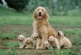 Golden Retriever Puppies With Mom Google Da Ara Yavru Kopek Evcil Hayvanlar Hayvan
