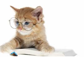 Gambar animasi kucing berjalan sambil joget. Mimiie Nurulsyafinasayu Profil Pinterest