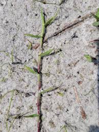 Image result for Digitaria longiflora