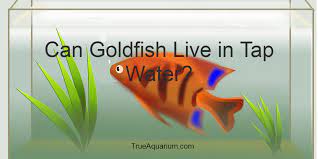 Can Goldfish Live In Tap Water True Aquarium