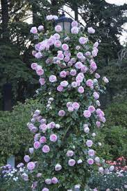 Eden Climbing Roses Ideas Decoredo Climbing Roses Eden Rose Beautiful Gardens