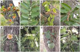 Image result for Macledium poggei